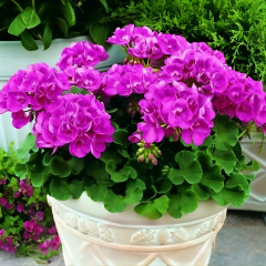 Sardunya fidesi - Pelargonium X Zonale (1 kasa- 48 adet)
