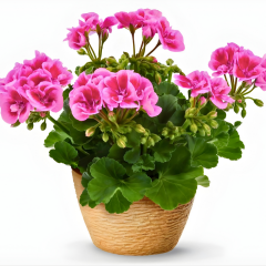 Sardunya fidesi - Pelargonium X Zonale (1 kasa- 48 adet)