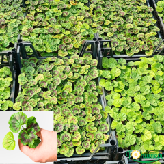 Sardunya fidesi - Pelargonium X Zonale (1 kasa- 48 adet)