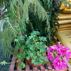 Sarkan Sakız Sardunya Saksıda Fuşya– Palergonium Peltatum 10,5 cm Saksıda