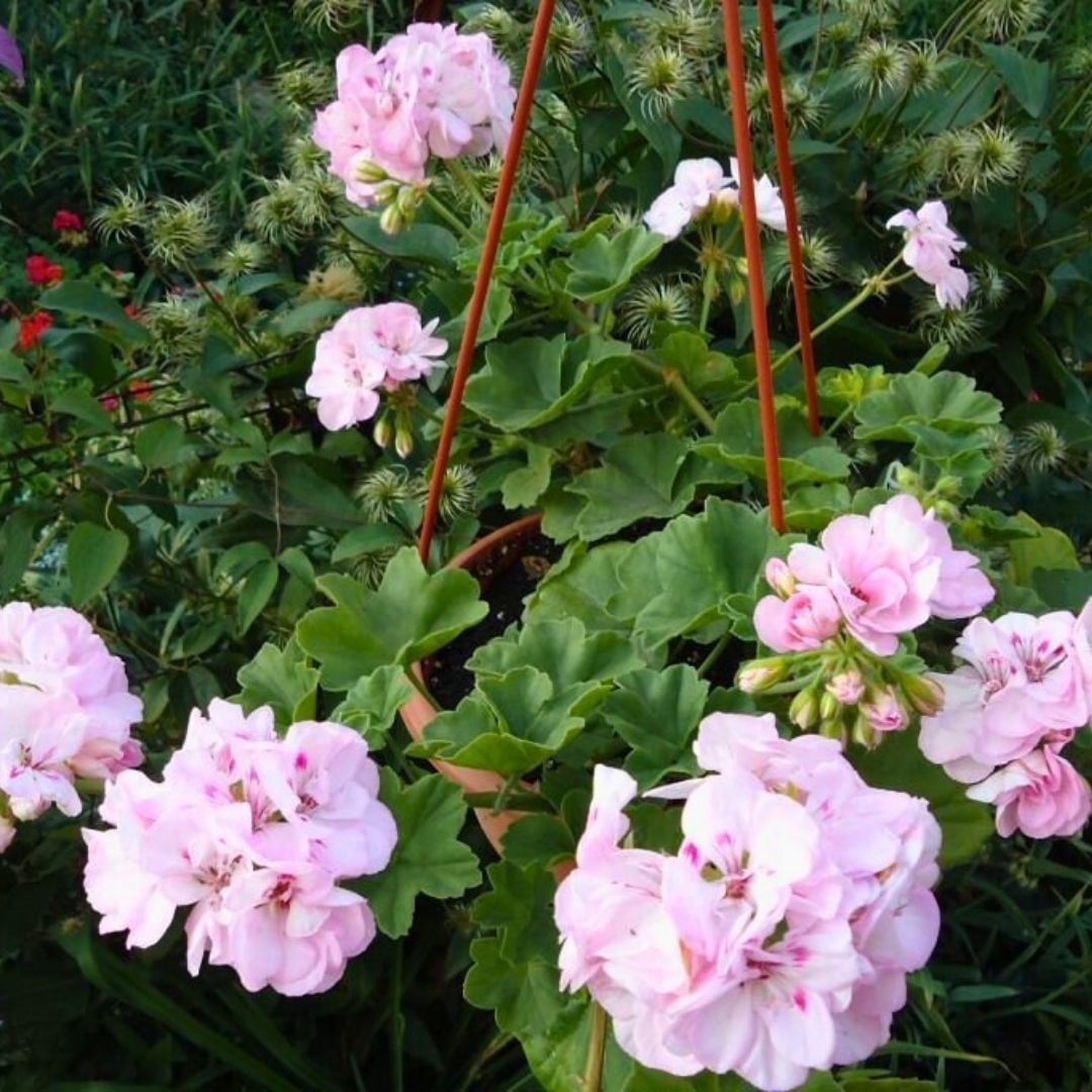 Sarkan Sakız Sardunya Saksıda Pembe – Palergonium Peltatum 10,5 cm Saksıda