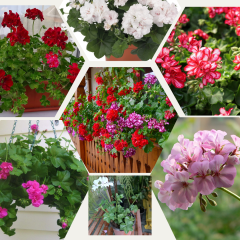 Sarkan Sakız Sardunya Saksıda Pembe – Palergonium Peltatum 10,5 cm Saksıda