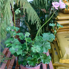 Sarkan Sakız Sardunya Saksıda Pembe – Palergonium Peltatum 10,5 cm Saksıda