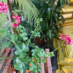 Sarkan Sakız Sardunya Saksıda Kırmızı Ebruli – Palergonium Peltatum 10,5 cm Saksıda