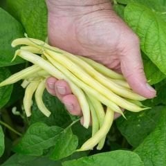 Fasulye Tohumu – Turşuluk (Oturak)