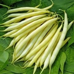 Fasulye Tohumu – Turşuluk (Oturak)