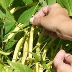 Fasulye Tohumu – Turşuluk (Oturak)