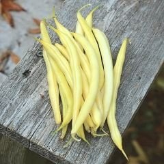 Fasulye Tohumu – Turşuluk (Oturak)