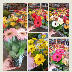 Gerbera Çiçeği ithal - Gerbera jamesonii