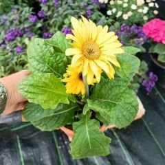 Gerbera Çiçeği - Gerbera jamesonii