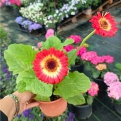 Gerbera Çiçeği - Gerbera jamesonii