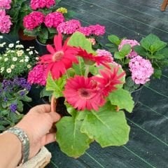 Gerbera Çiçeği - Gerbera jamesonii