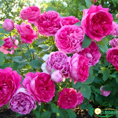 Gül Fidanı – Fraulein Maria Rose (1,5 Litre Pot Saksıda)