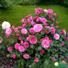 Gül Fidanı – Fraulein Maria Rose (1,5 Litre Pot Saksıda)