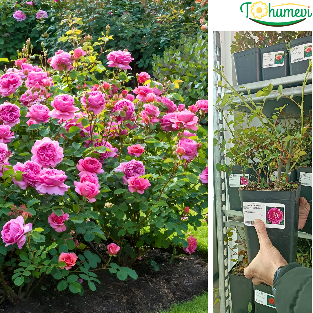 Gül Fidanı – Fraulein Maria Rose (1,5 Litre Pot Saksıda)