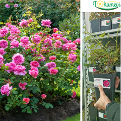 Gül Fidanı – Fraulein Maria Rose (1,5 Litre Pot Saksıda)