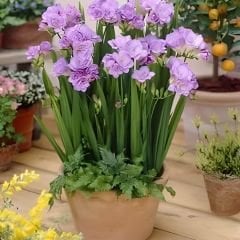 ﻿Frezya Çiçeği Soğanı Sarı – Fresia – Arpa Çiçeği - Mor