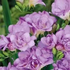 ﻿Frezya Çiçeği Soğanı Sarı – Fresia – Arpa Çiçeği - Mor