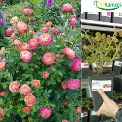 Kordes Jubile Gül Fidanı İthal (1,5 Litre Pot Saksıda)