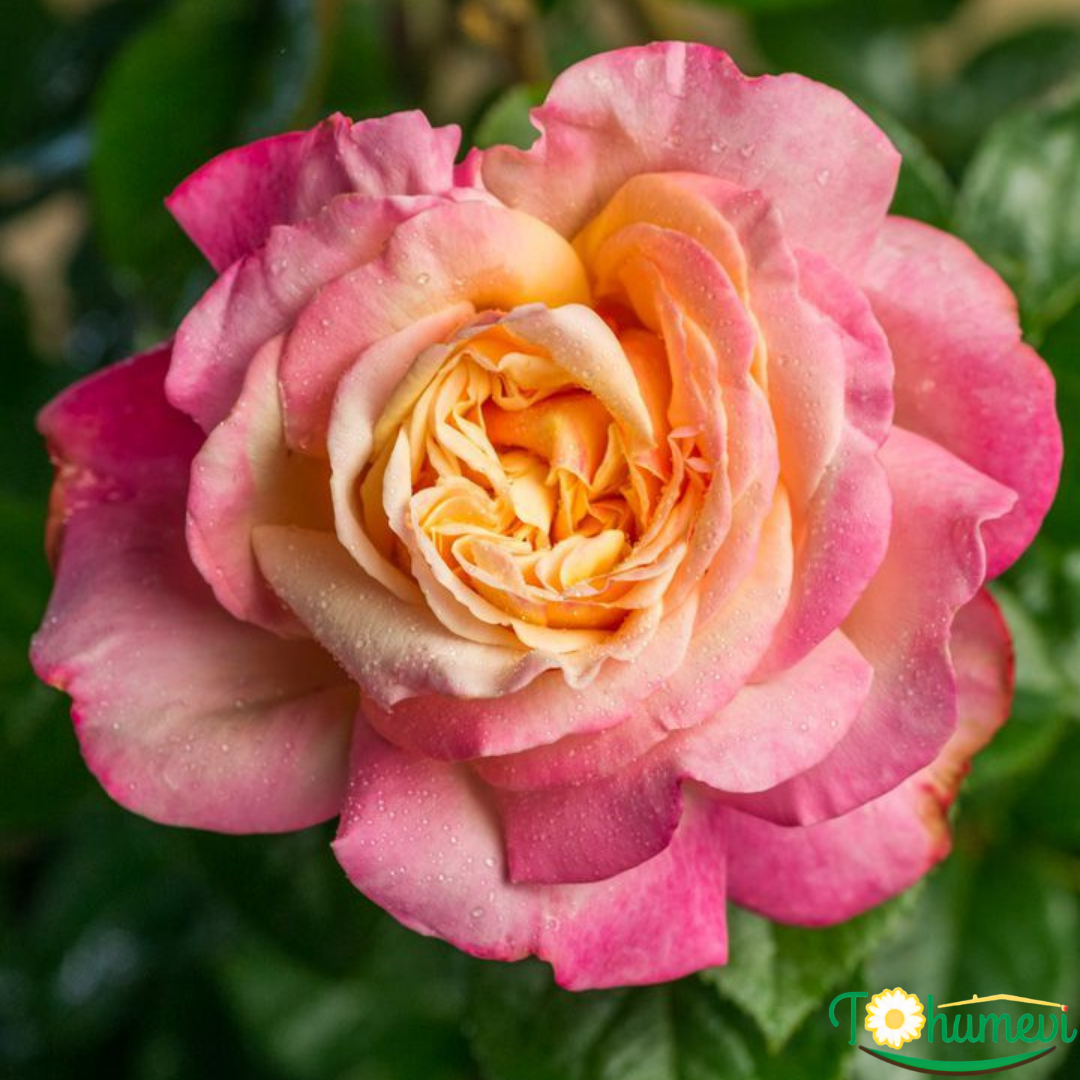 Kordes Jubile Gül Fidanı İthal (1,5 Litre Pot Saksıda)