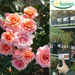 Königin der Rosen Gül Fidanı İthal (1,5 Litre Pot Saksıda)