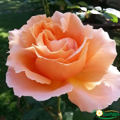 Königin der Rosen Gül Fidanı İthal (1,5 Litre Pot Saksıda)