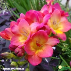 Frezya Çiçeği ( Fresia ) - ARPA ÇİÇEĞİ - Pembe