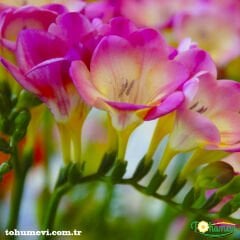 Frezya Çiçeği ( Fresia ) - ARPA ÇİÇEĞİ - Pembe