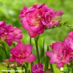 Frezya Çiçeği ( Fresia ) - ARPA ÇİÇEĞİ - Pembe
