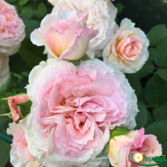 Sweet Antike Gül Fidanı İthal (1,5 Litre Pot Saksıda)