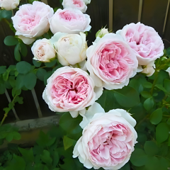 Sweet Antike Gül Fidanı İthal (1,5 Litre Pot Saksıda)