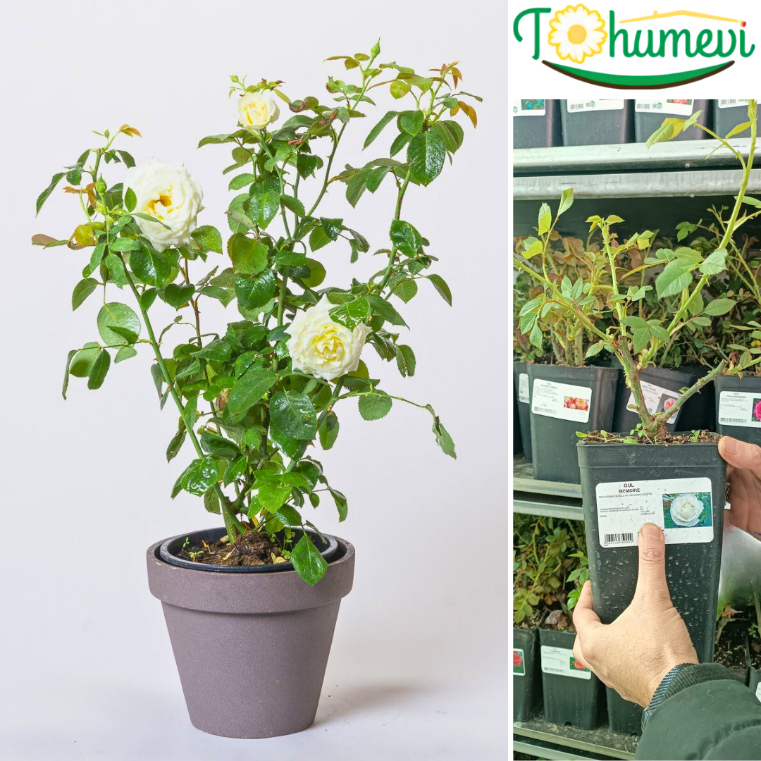 Memoire Gül Fidanı İthal (1,5 Litre Pot Saksıda)