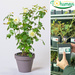 Memoire Gül Fidanı İthal (1,5 Litre Pot Saksıda)