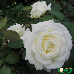 Memoire Gül Fidanı İthal (1,5 Litre Pot Saksıda)