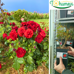 ALARA GÜL FİDANI İthal (1,5 Litre Pot Saksıda)