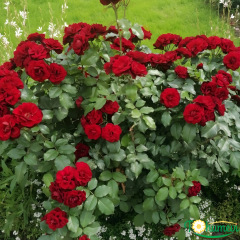 ALARA GÜL FİDANI İthal (1,5 Litre Pot Saksıda)