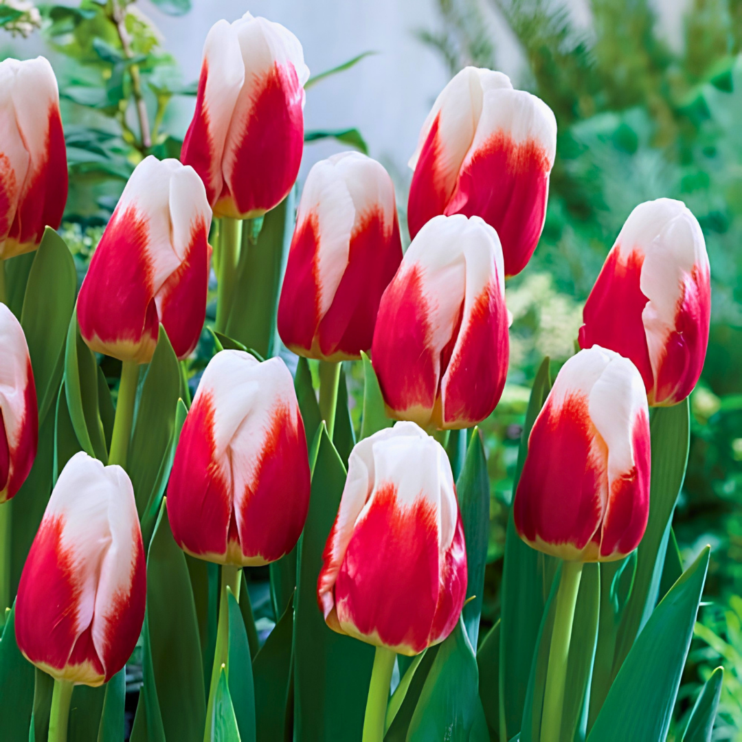 Romen Empire Lale Soğanı - Tulipa