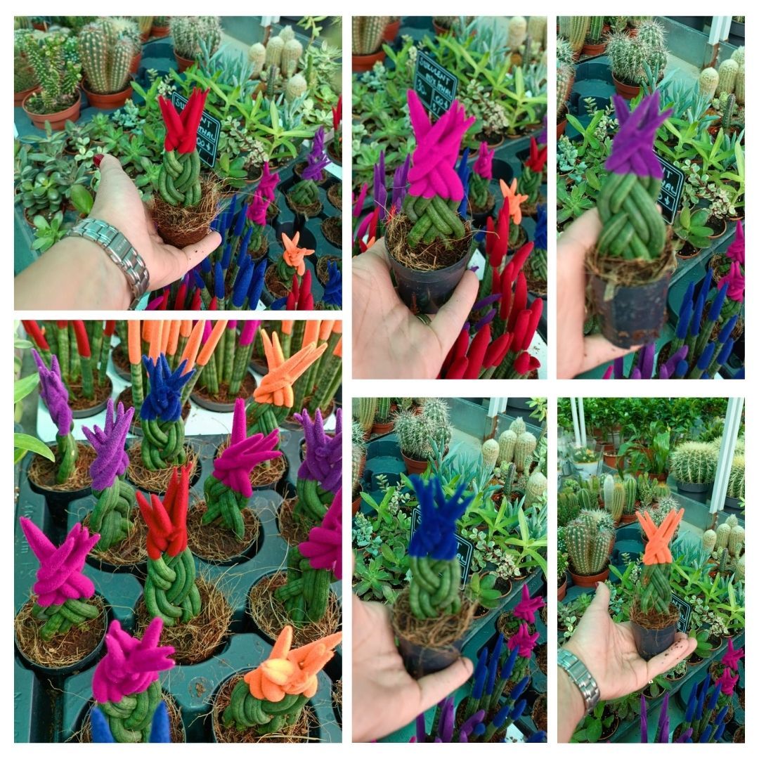 Örgü Model Renkli Sansevieria Velvet Touchz İthal - Paşa Kılıcı