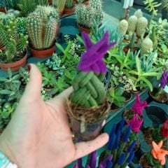 Örgü Model Renkli Sansevieria Velvet Touchz İthal - Paşa Kılıcı