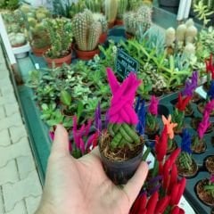 Örgü Model Renkli Sansevieria Velvet Touchz İthal - Paşa Kılıcı