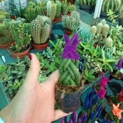 Örgü Model Renkli Sansevieria Velvet Touchz İthal - Paşa Kılıcı