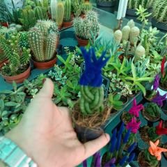 Örgü Model Renkli Sansevieria Velvet Touchz İthal - Paşa Kılıcı