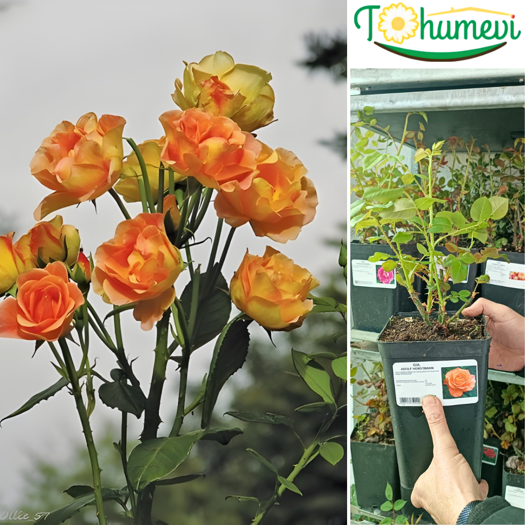 Adolf Horstmann Gül Fidanı İthal (1,5 Litre Pot Saksıda)