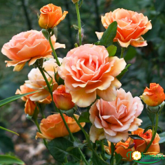 Adolf Horstmann Gül Fidanı İthal (1,5 Litre Pot Saksıda)