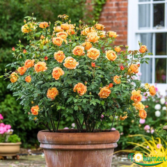 Adolf Horstmann Gül Fidanı İthal (1,5 Litre Pot Saksıda)