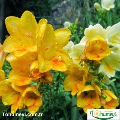 Frezya Çiçeği Soğanı Sarı Double – Fresia – Arpa Çiçeği