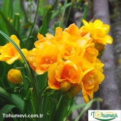 Frezya Çiçeği Soğanı Sarı Double – Fresia – Arpa Çiçeği