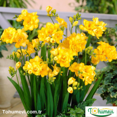 Frezya Çiçeği Soğanı Sarı Double – Fresia – Arpa Çiçeği