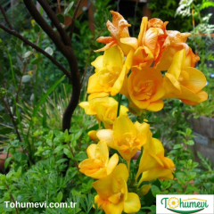 Frezya Çiçeği Soğanı Sarı Double – Fresia – Arpa Çiçeği