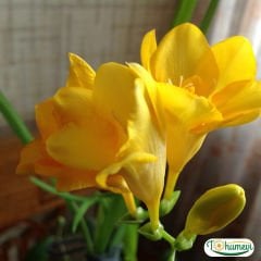 Frezya Çiçeği Soğanı Sarı Double – Fresia – Arpa Çiçeği